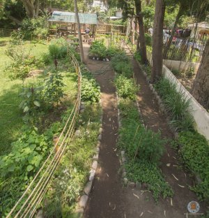 Garden of medicinal plants